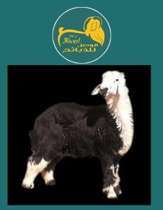 خروف نجدي