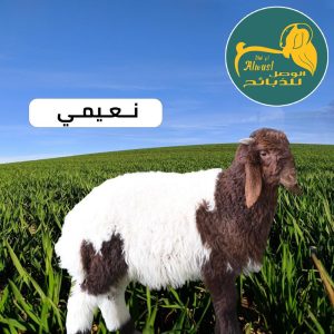 خروف نعيمي
