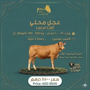 عجل محلي